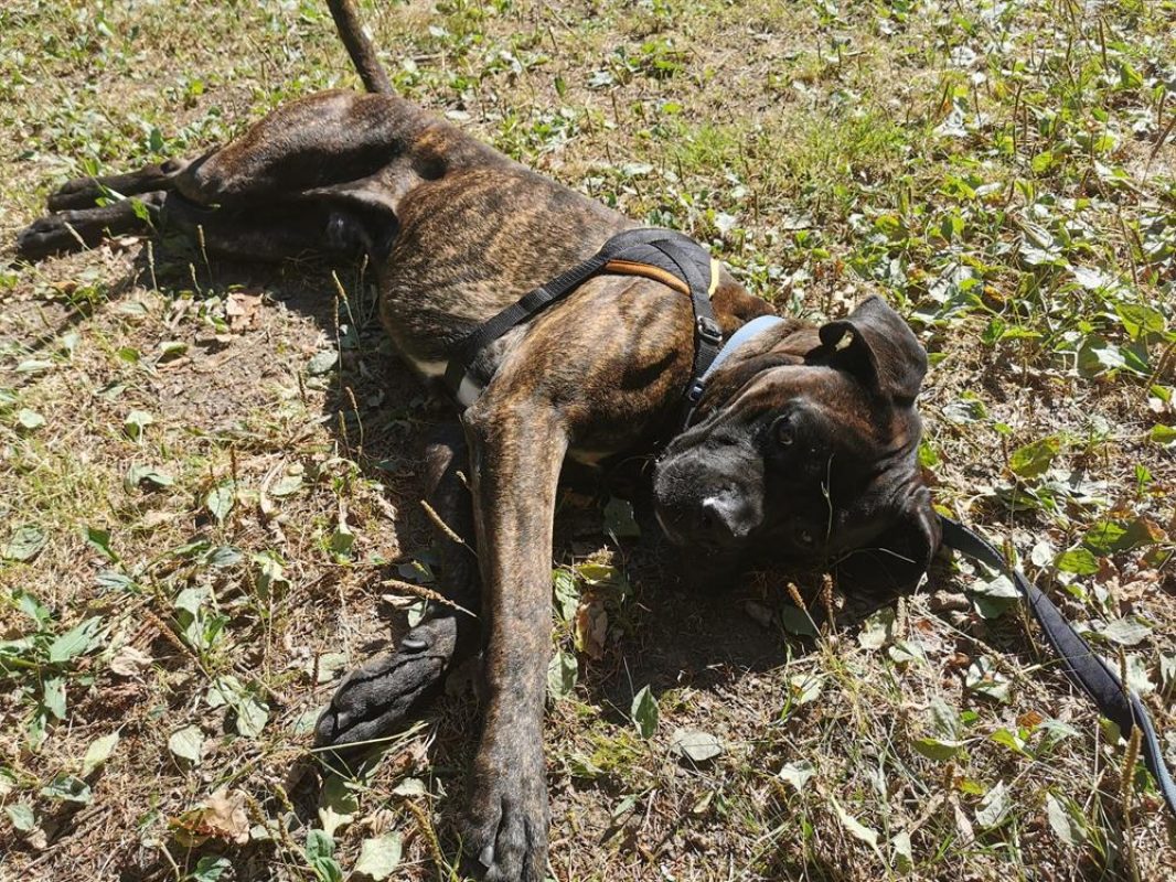 Odeon - Chien à adopter - photo 6