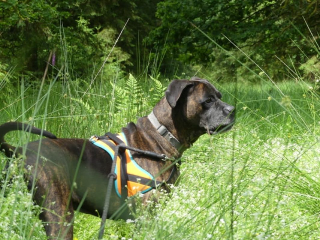 Odeon - Chien à adopter - photo 8