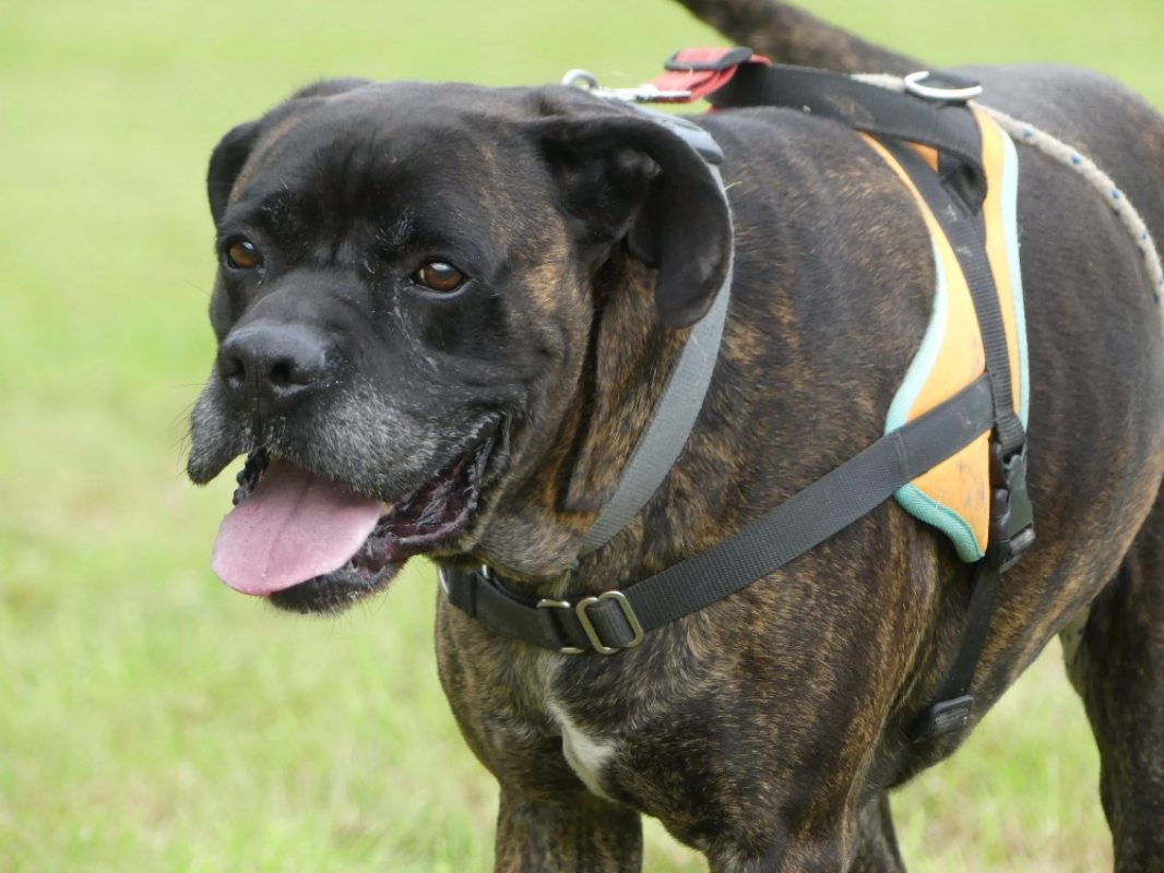 Odeon - Chien à adopter - photo 9