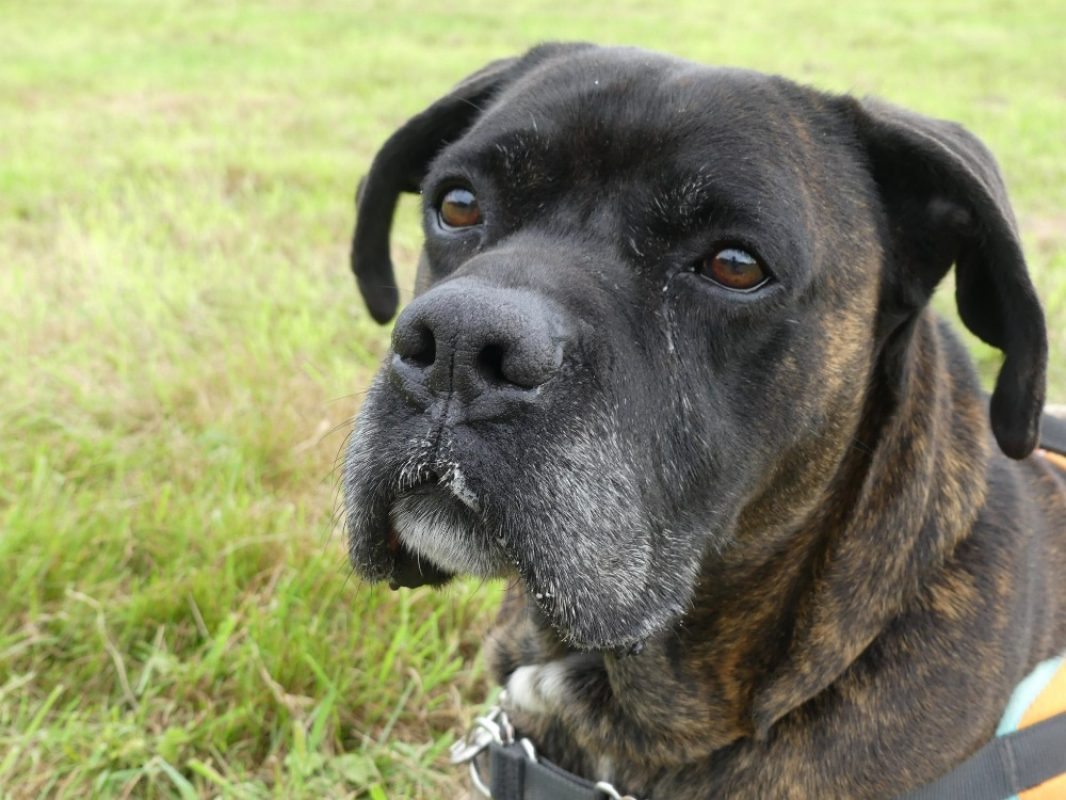Odeon - Chien à adopter - photo 10