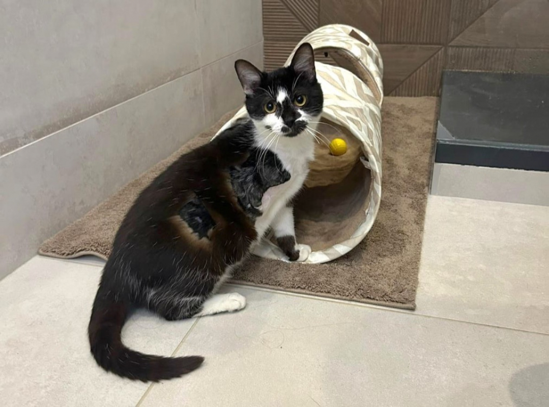 Photo #1 de Pirouette