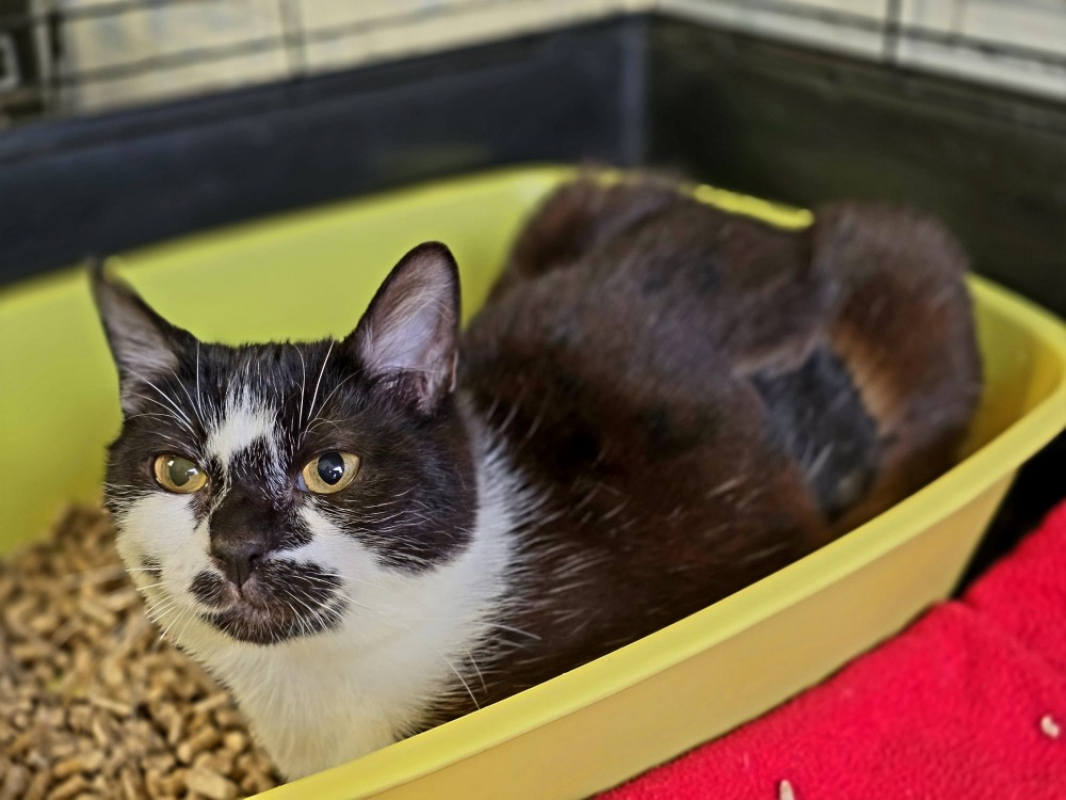 Photo #2 de Pirouette