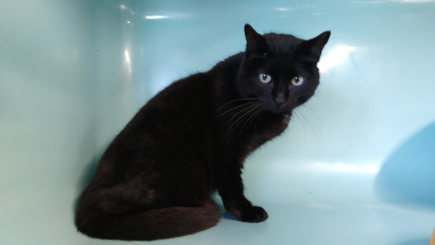 Photo de Hornet réservé