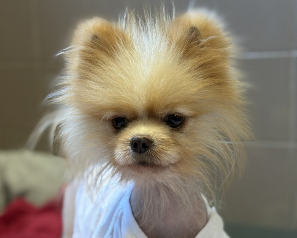 Photo #1 de Dimochka/youshka