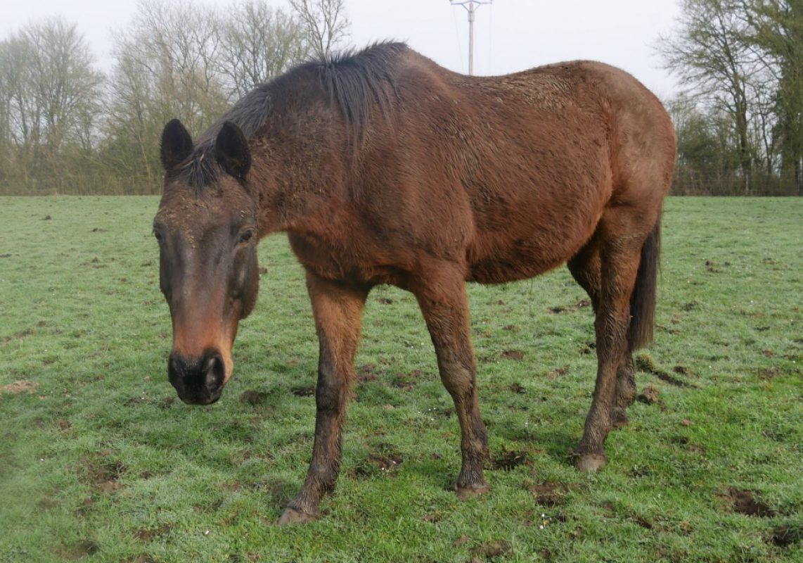 Gatsby - Equidé Cheval à adopter
