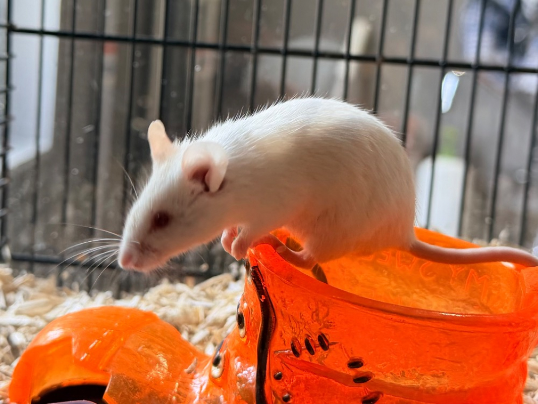 Photo #2 de P'tite goutte