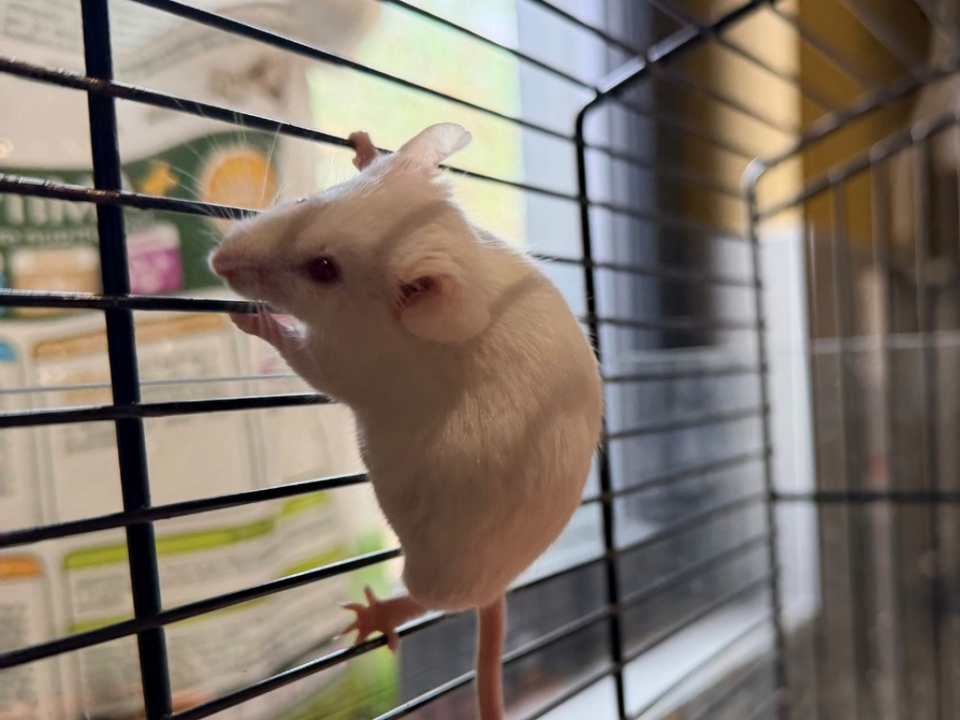 Photo #3 de P'tite goutte