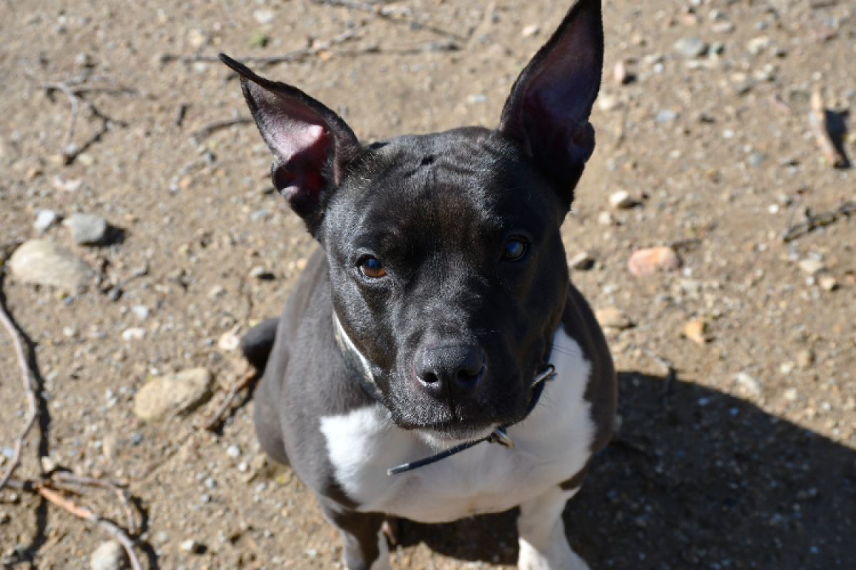 Photo #1 de Khaleesi