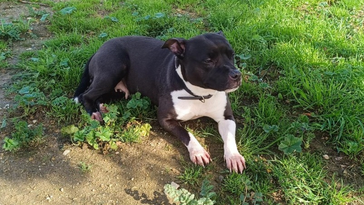 Photo #2 de Khaleesi