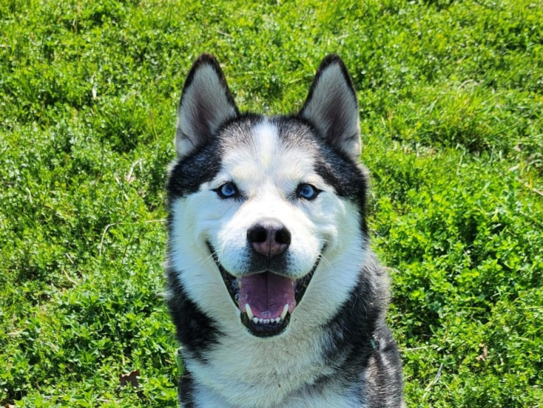 Photo #2 de Nordmann