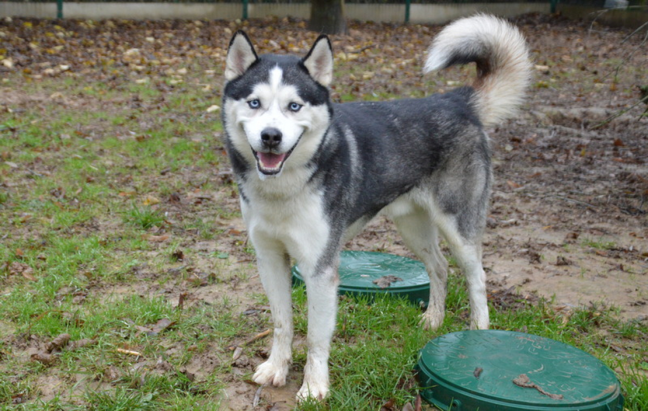 Photo #3 de Nordmann