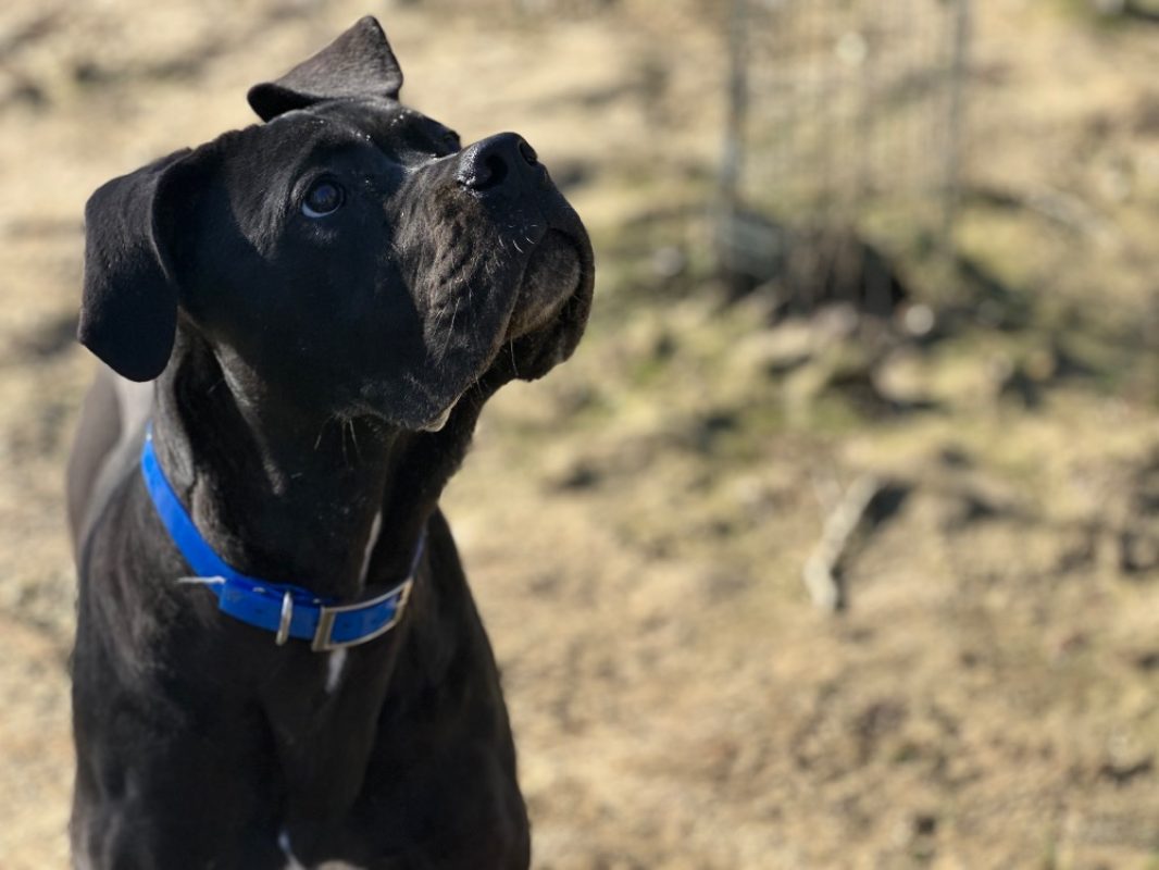Talia - Chien à adopter