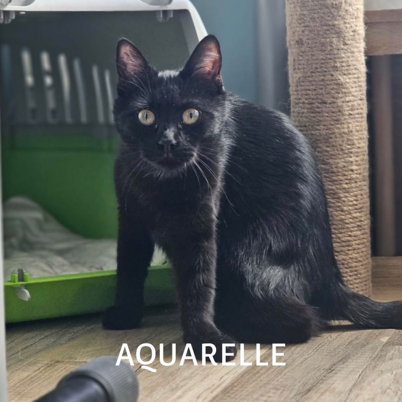 Photo #2 de AQUARELLE