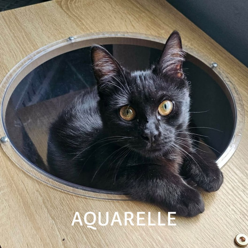 Photo #3 de AQUARELLE