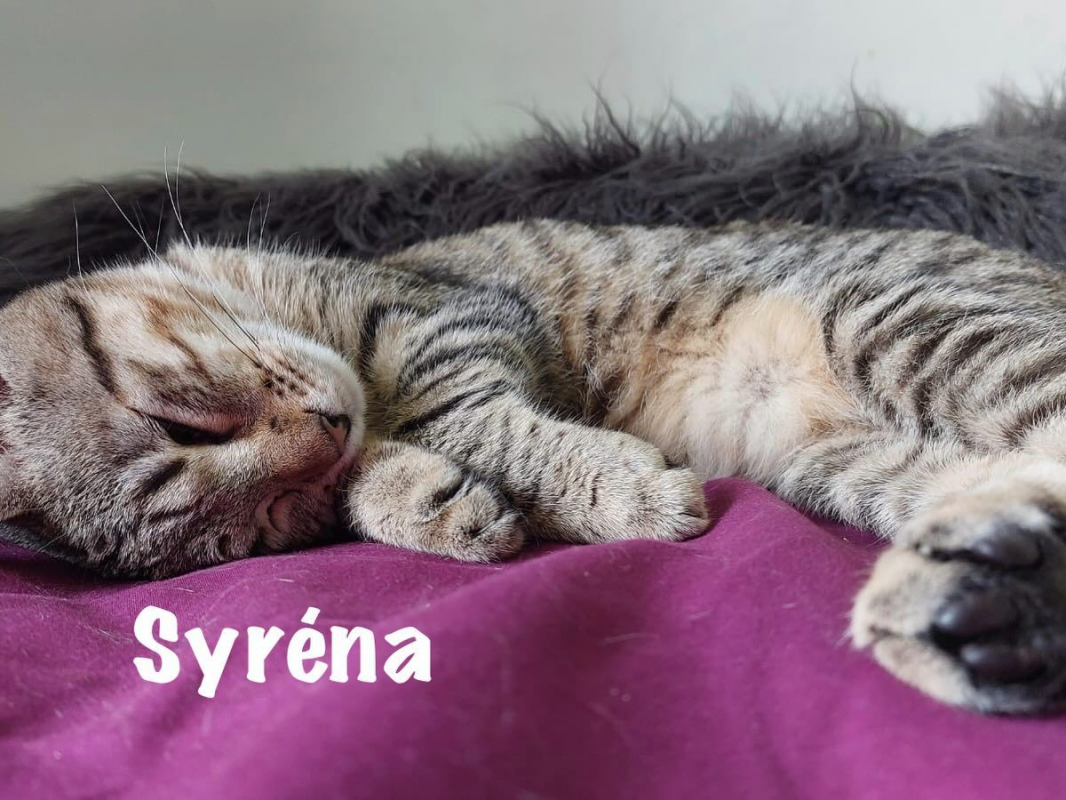 Photo #1 de SYSSY & SYRENA