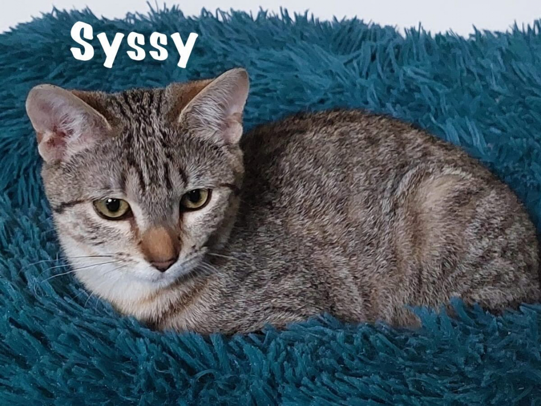 Photo #3 de SYSSY & SYRENA