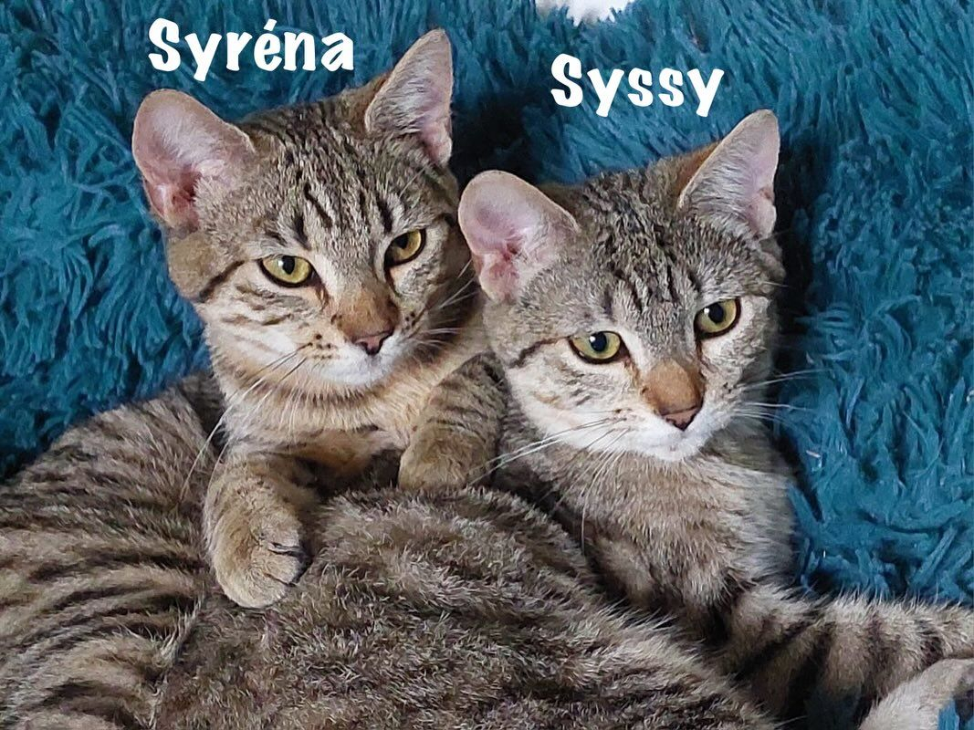 Photo #4 de SYSSY & SYRENA