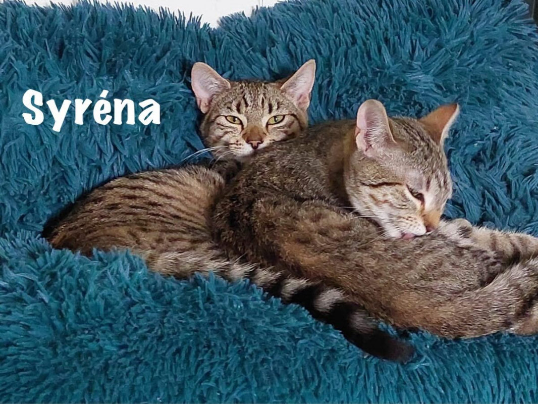 Photo #5 de SYSSY & SYRENA