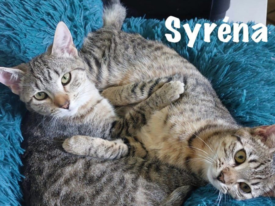 Photo #6 de SYSSY & SYRENA