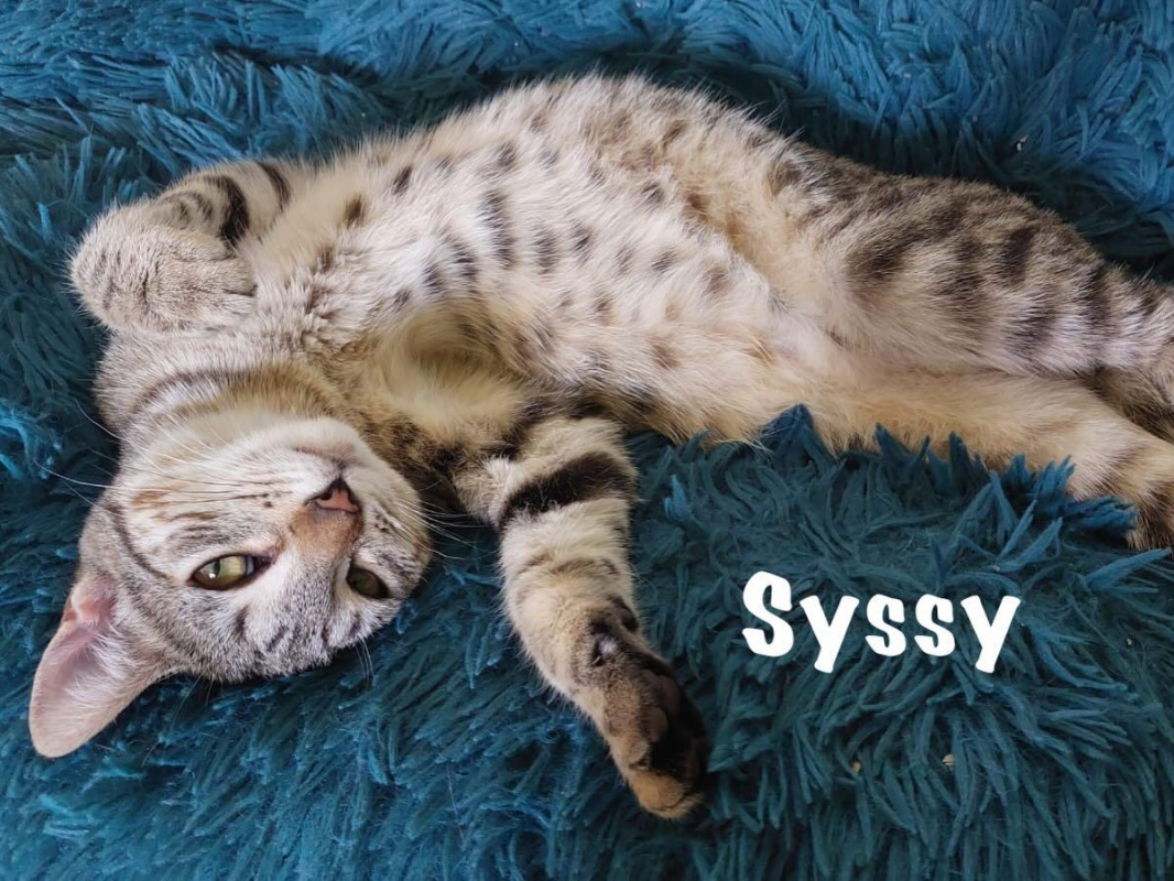 Photo #7 de SYSSY & SYRENA