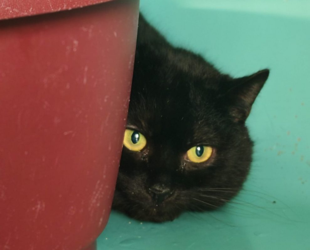 Macao - Chat Européen à adopter