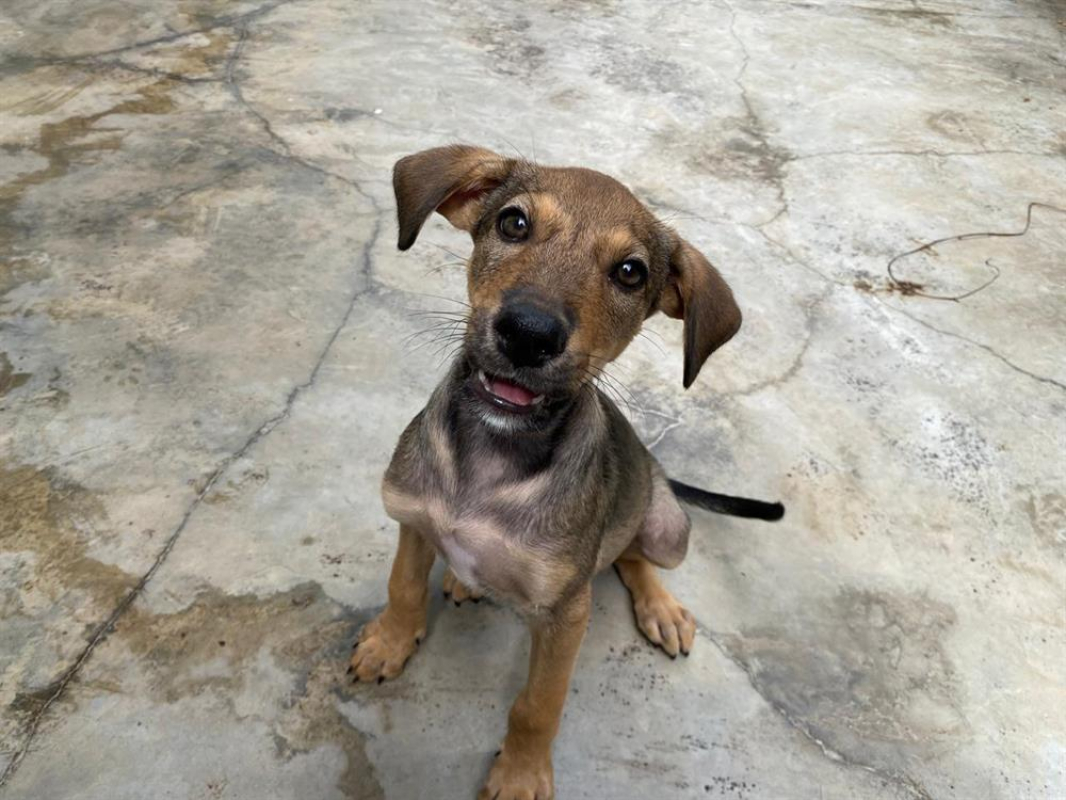 Photo #1 de Plouf dit ninja