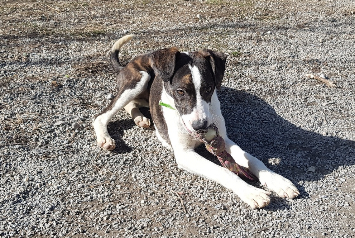 Photo #1 de Emeraude