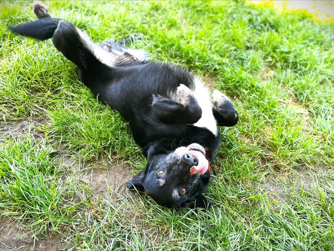 Photo #4 de Citibule dit bouboule