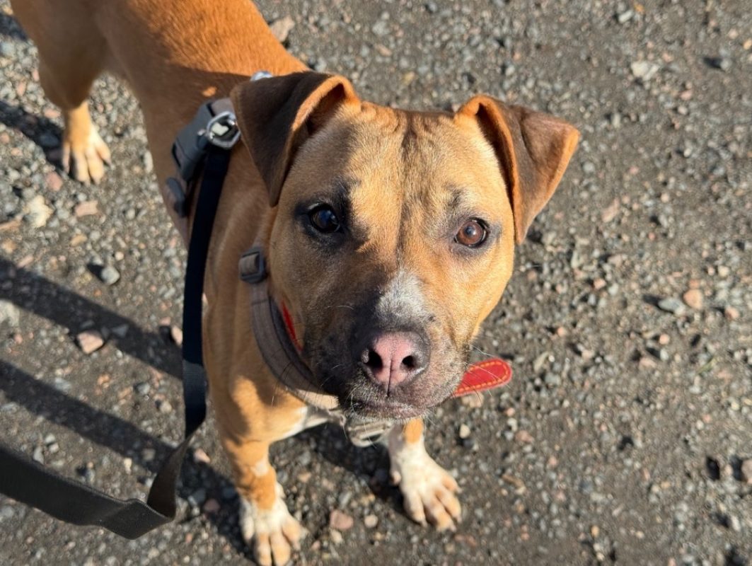 Lollipop - Chien à adopter