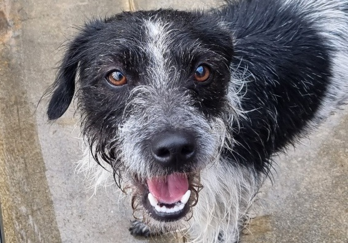 Photo #1 de Pipounette