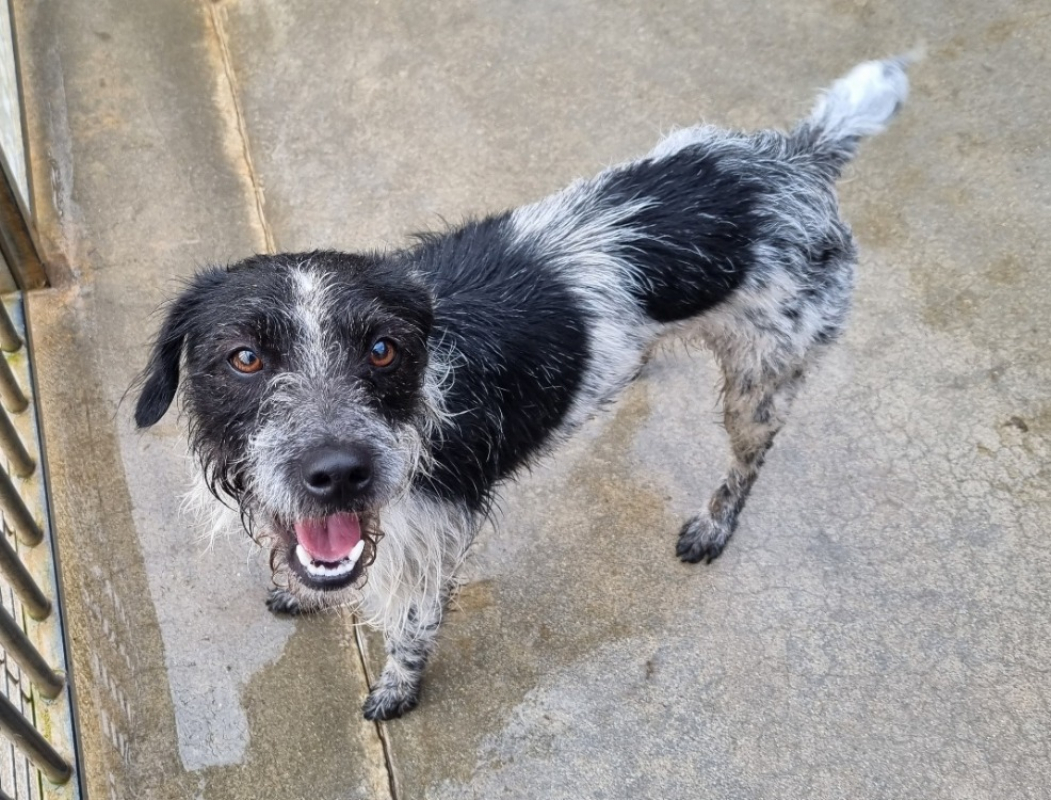 Photo #2 de Pipounette