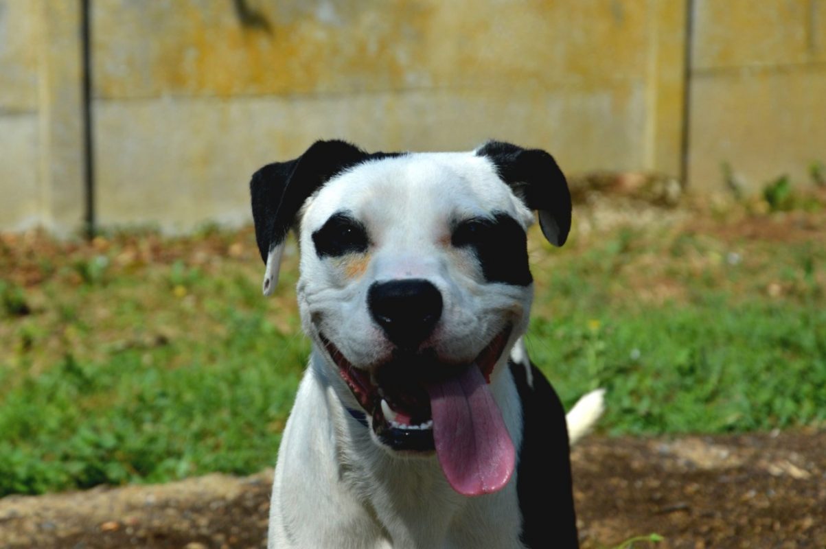 Kung fu - Chien à adopter