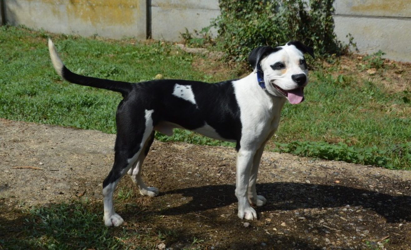 Kung fu - Chien à adopter - photo 2