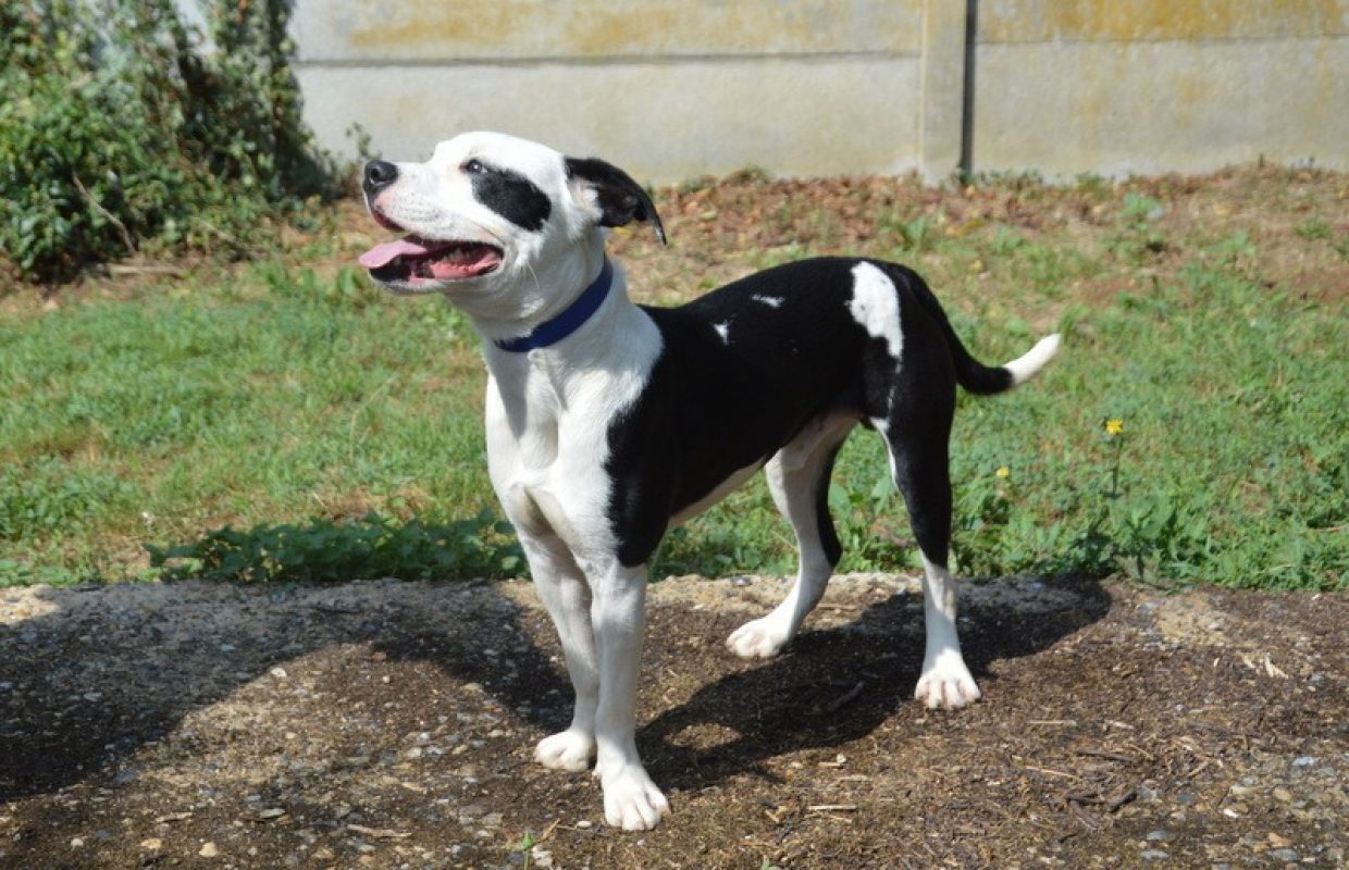 Kung fu - Chien à adopter - photo 3