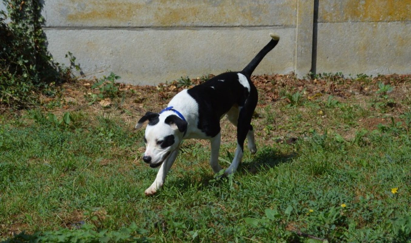Kung fu - Chien à adopter - photo 4