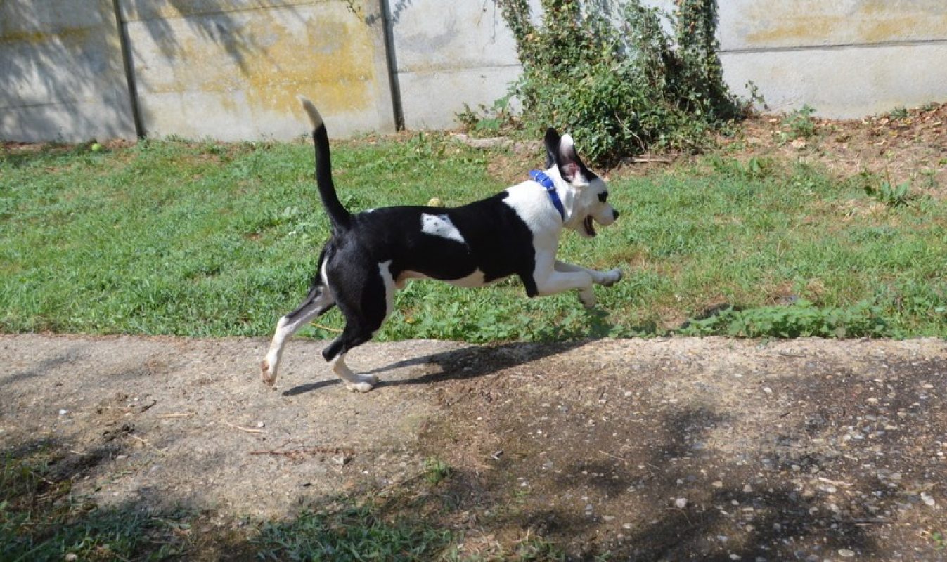 Kung fu - Chien à adopter - photo 5