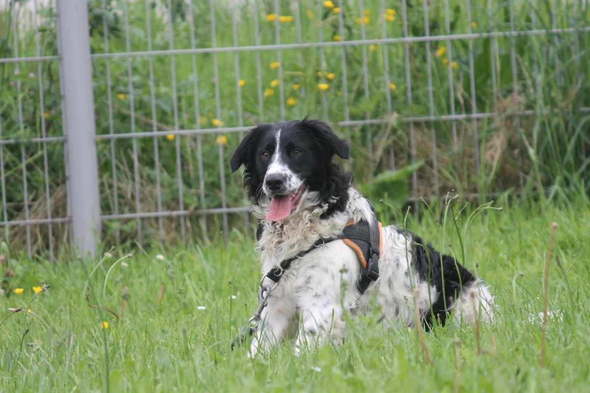 Photo #3 de Dicaprio