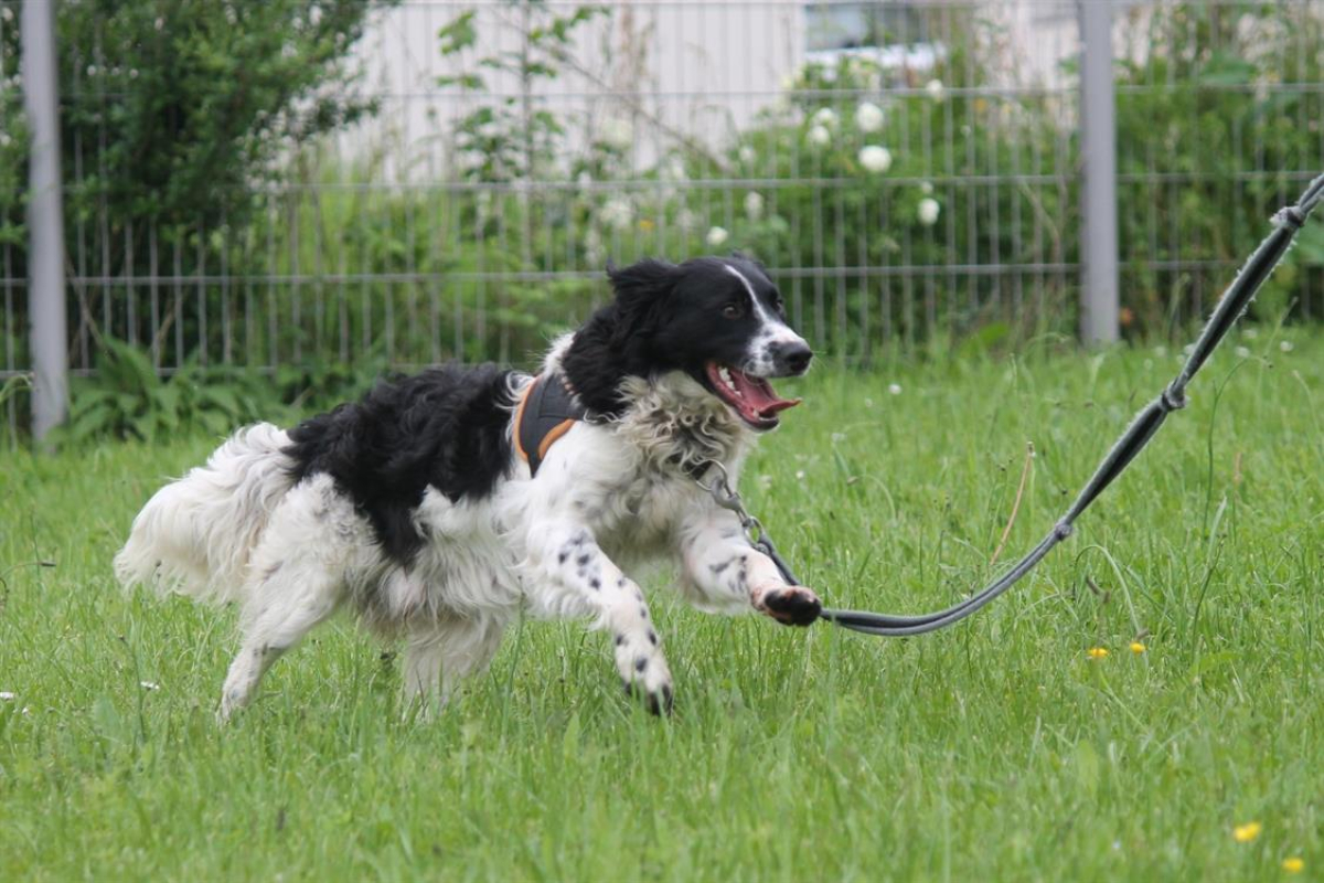 Photo #4 de Dicaprio