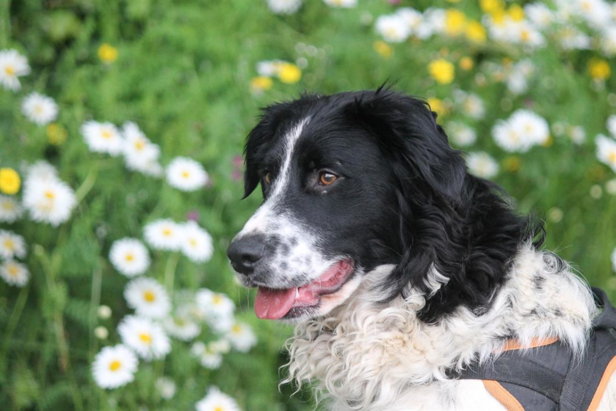 Photo #8 de Dicaprio