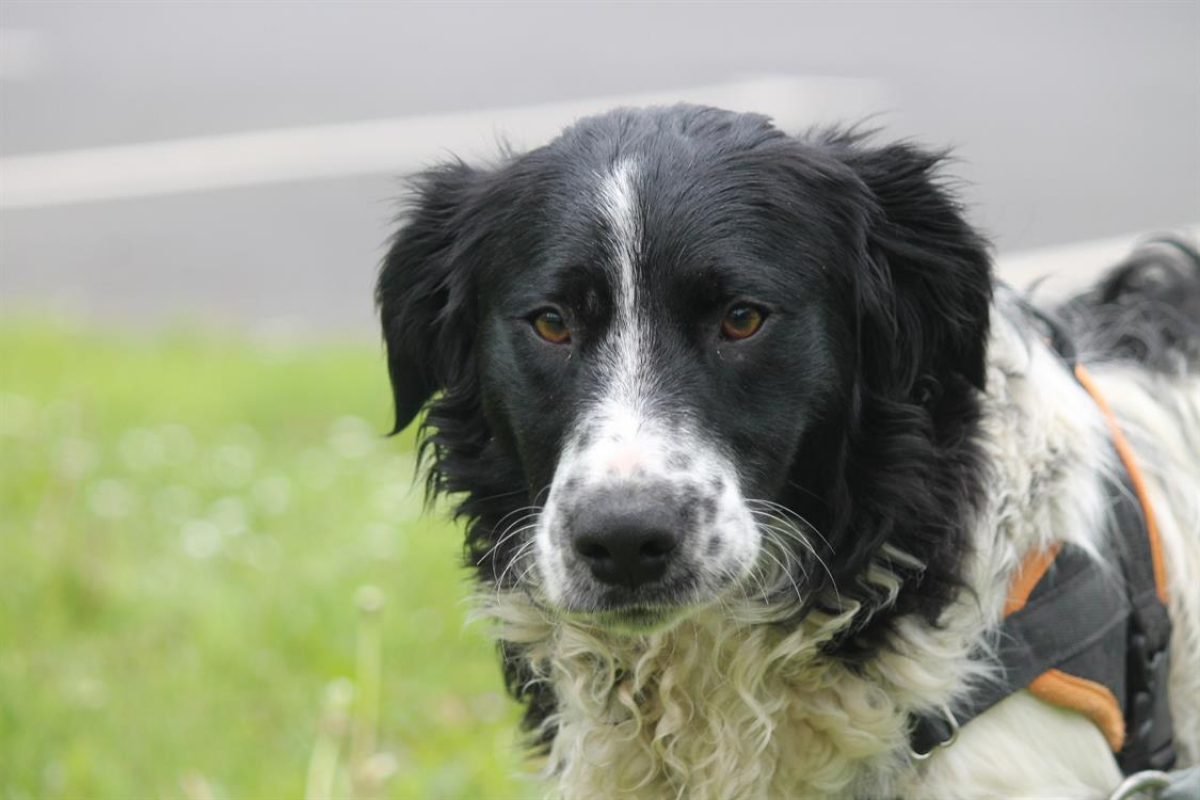 Photo #9 de Dicaprio