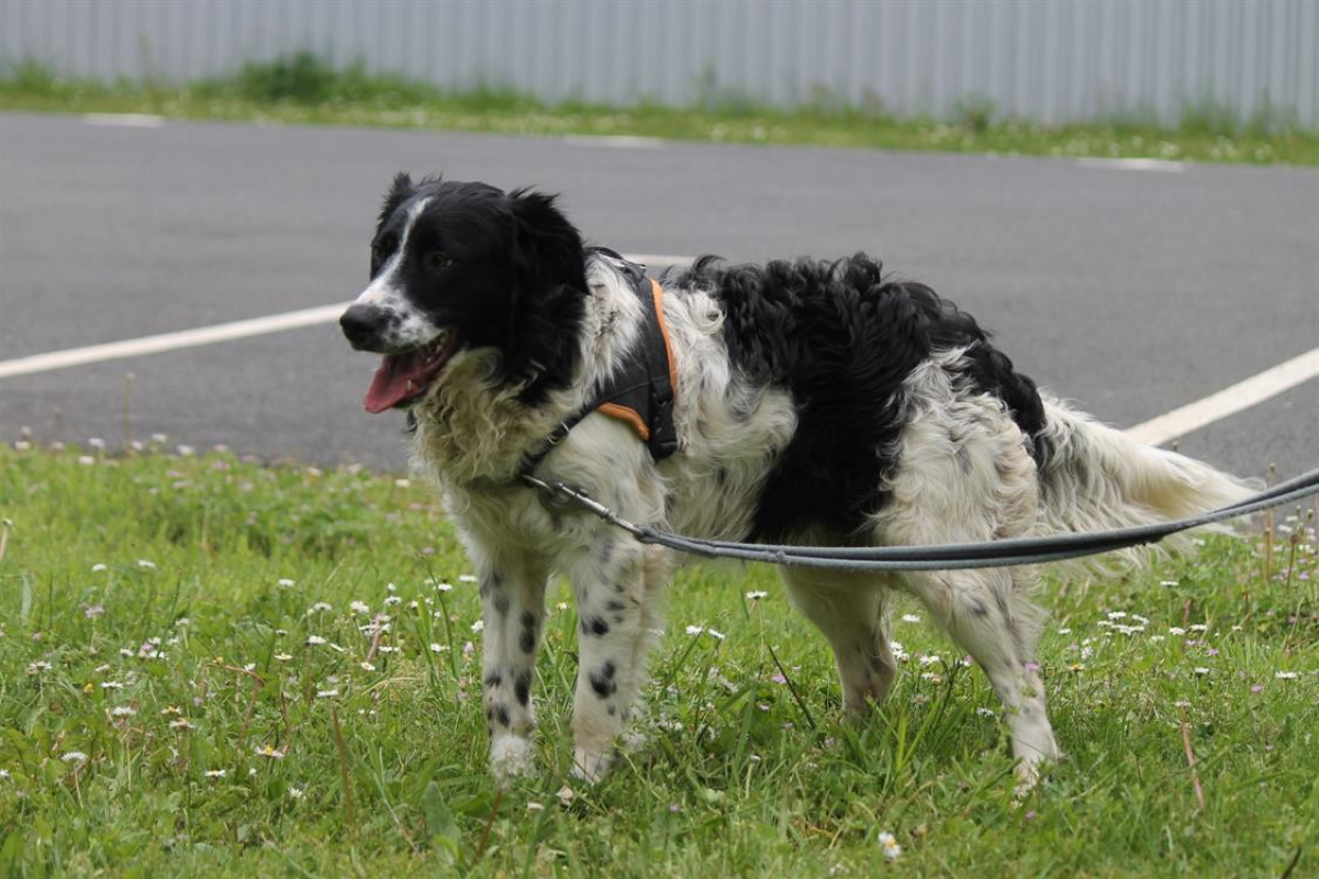 Photo #10 de Dicaprio