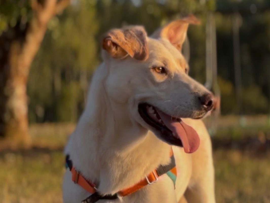 Edgar - Chien Berger à adopter