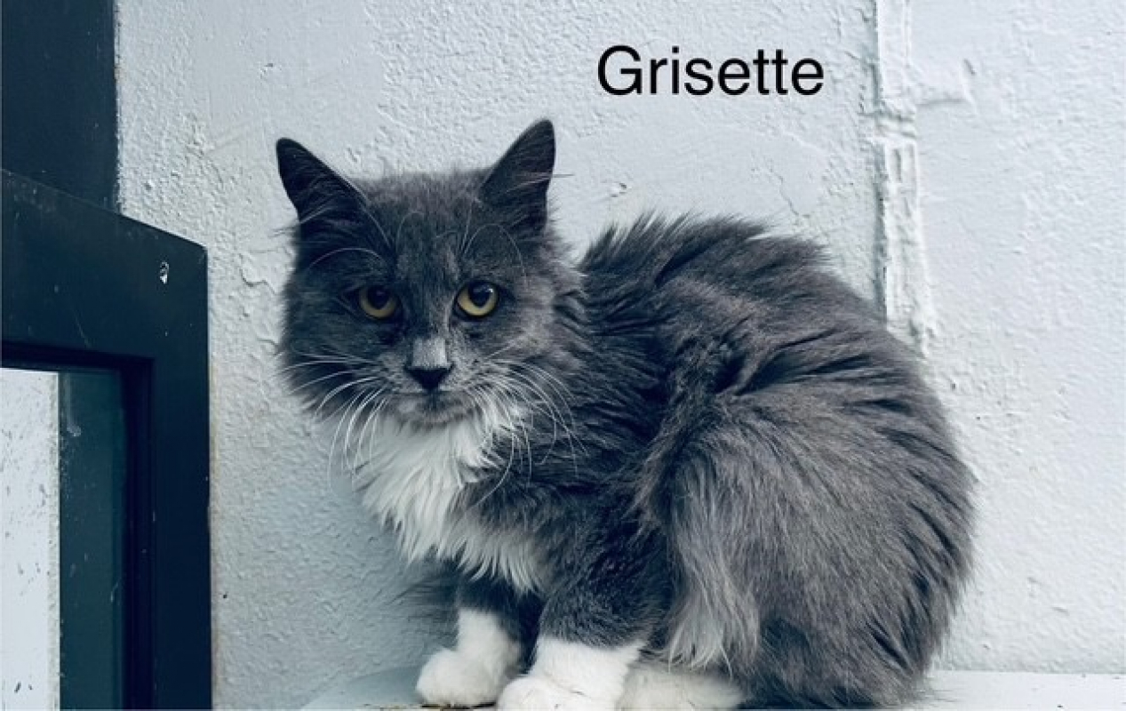 Photo de Grisette