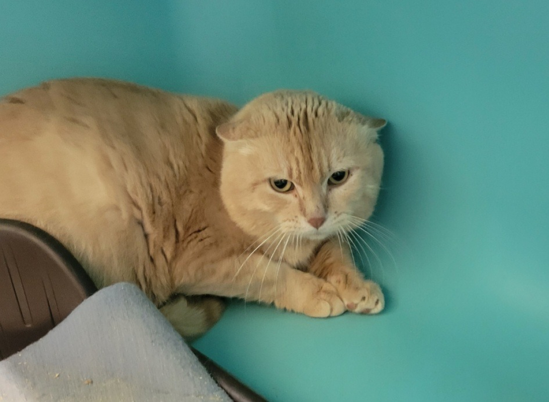 Photo de Garfield