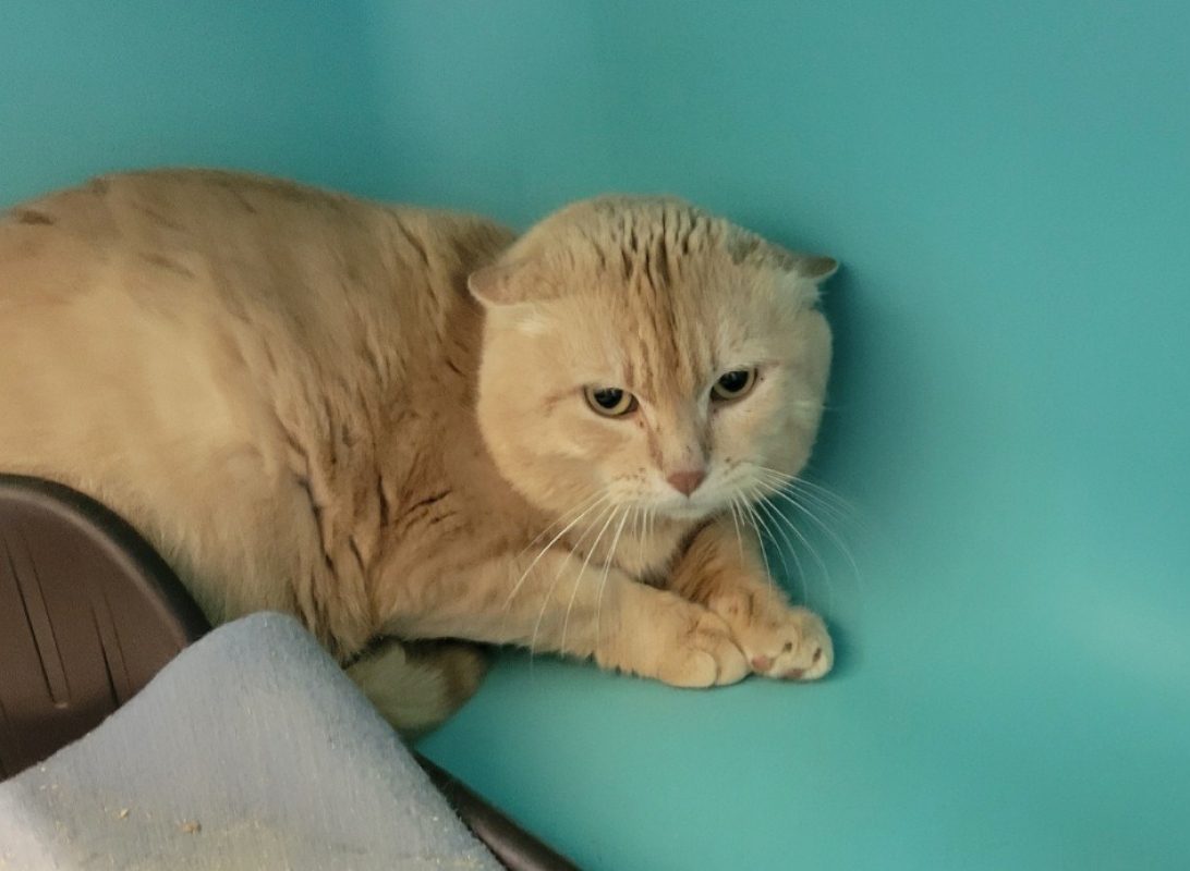 Garfield - Chat Européen à adopter