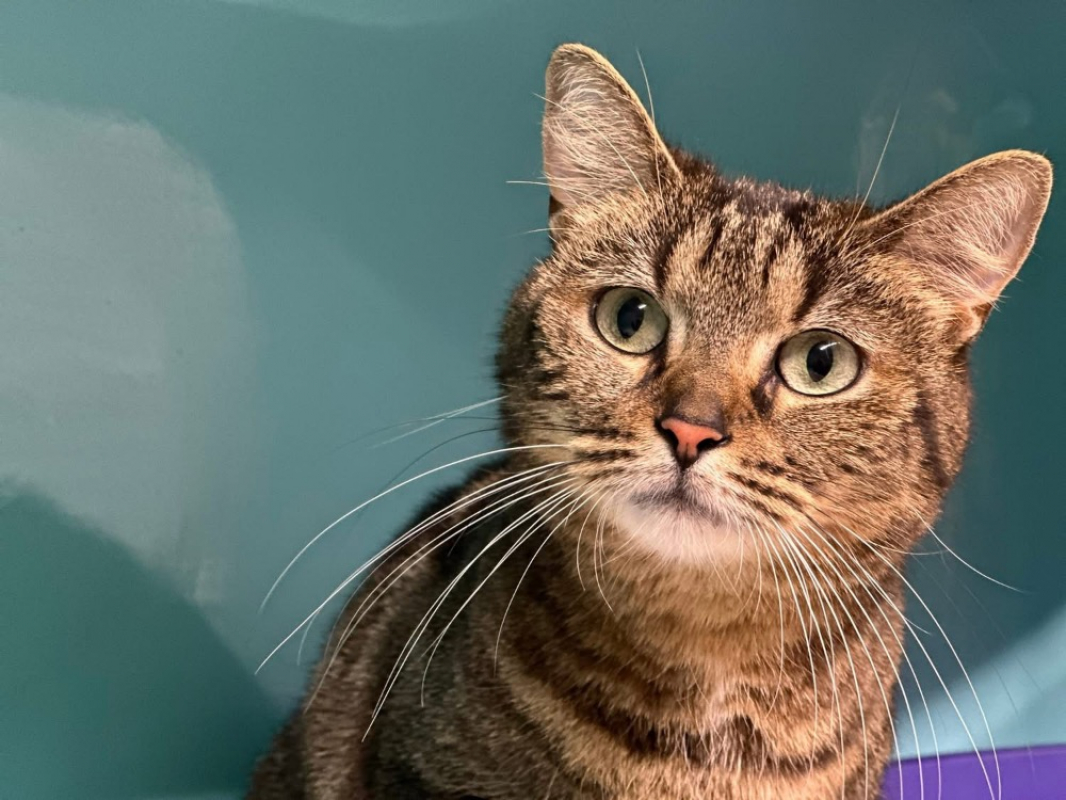 Photo #1 de Minouchette