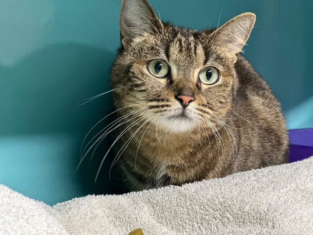 Photo #2 de Minouchette