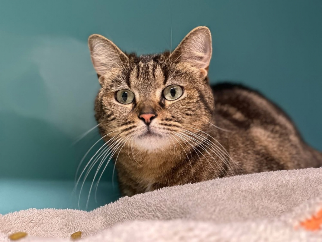 Photo #3 de Minouchette