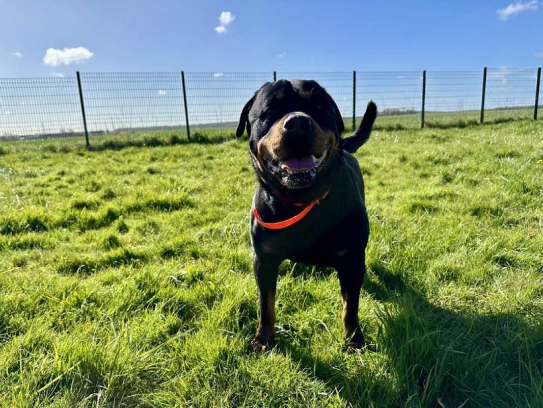 O'tempo - Chien Rottweiler à adopter