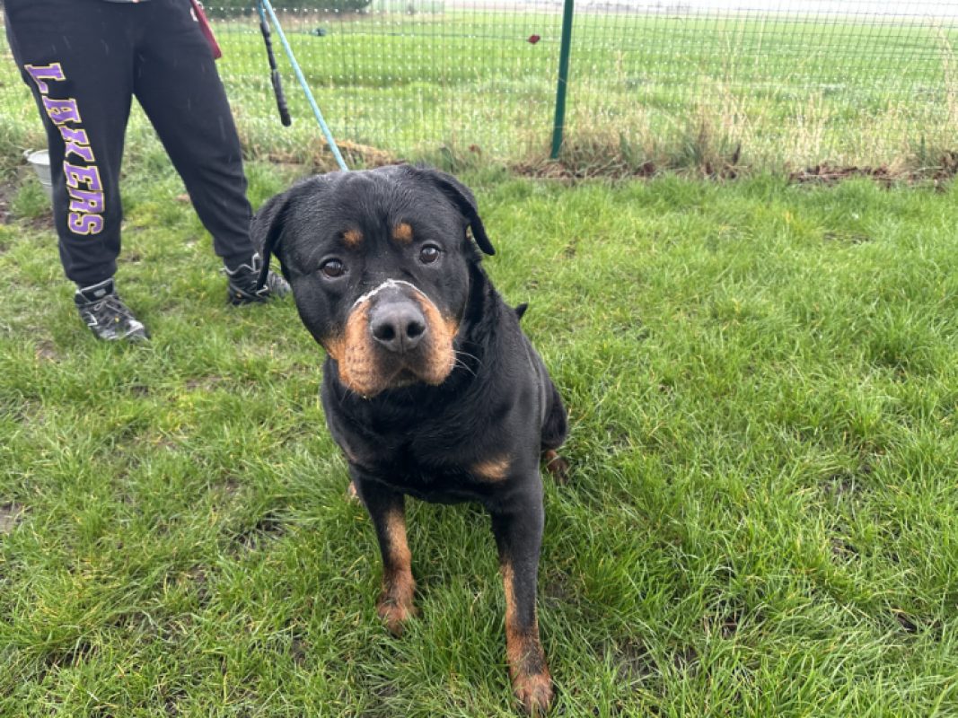 O'tempo - Chien Rottweiler à adopter - photo 2